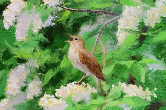 Spring melody of bird cherry