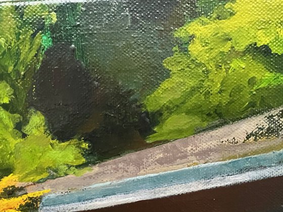 California Flannel Bush