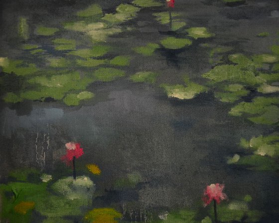 Lily pond. After the rain