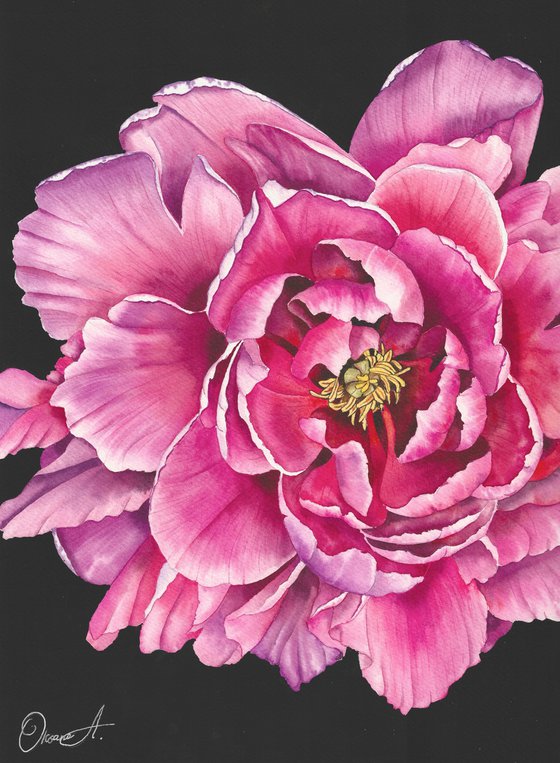 Midnight Peony