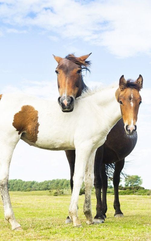 Mare with Foal 1. by Andrew Lever