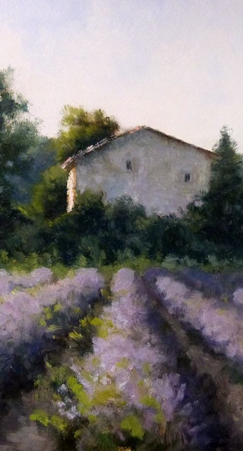 Lavender Field in Drôme Provençale by Pascal Giroud
