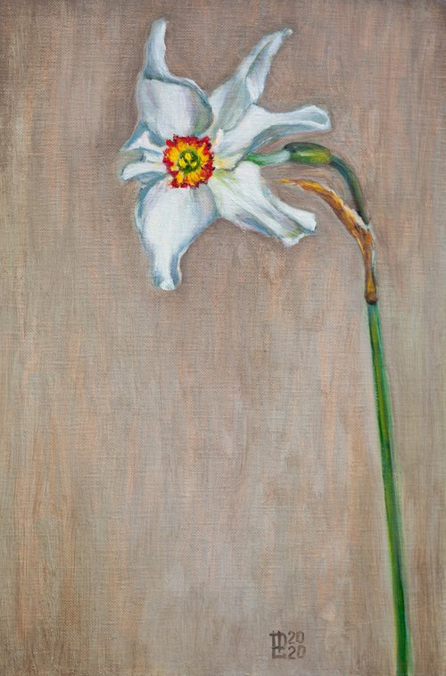 Daffodil by Liudmila Pisliakova