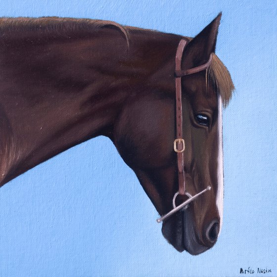 Horse Portrait 74