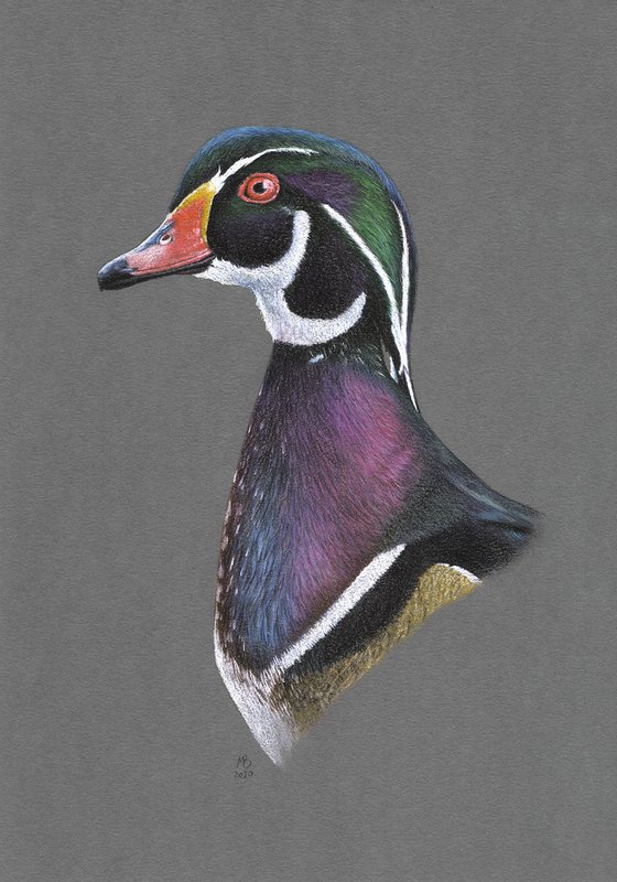 Original pastel drawing bird "Wood duck"