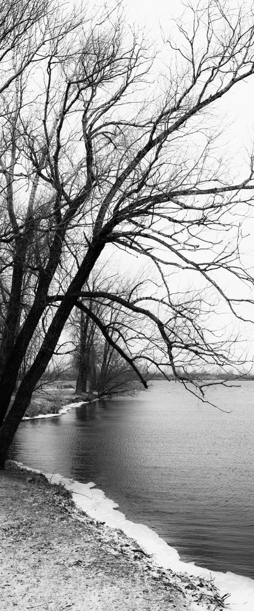 Tree by the River in December by Cristina Stefan