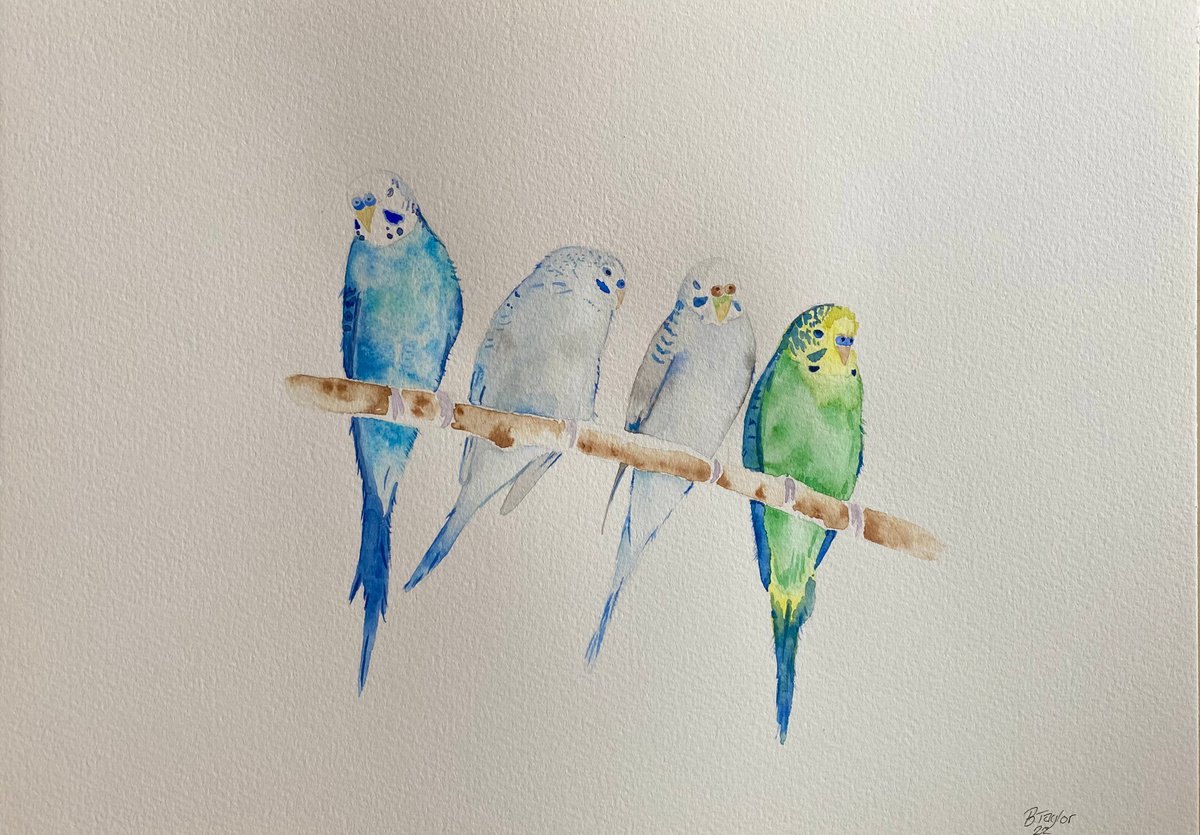 Sleepy Budgies Watercolour painting by Bethany Taylor