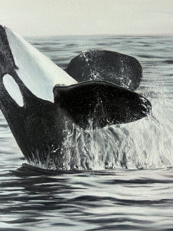 Smiling Orca