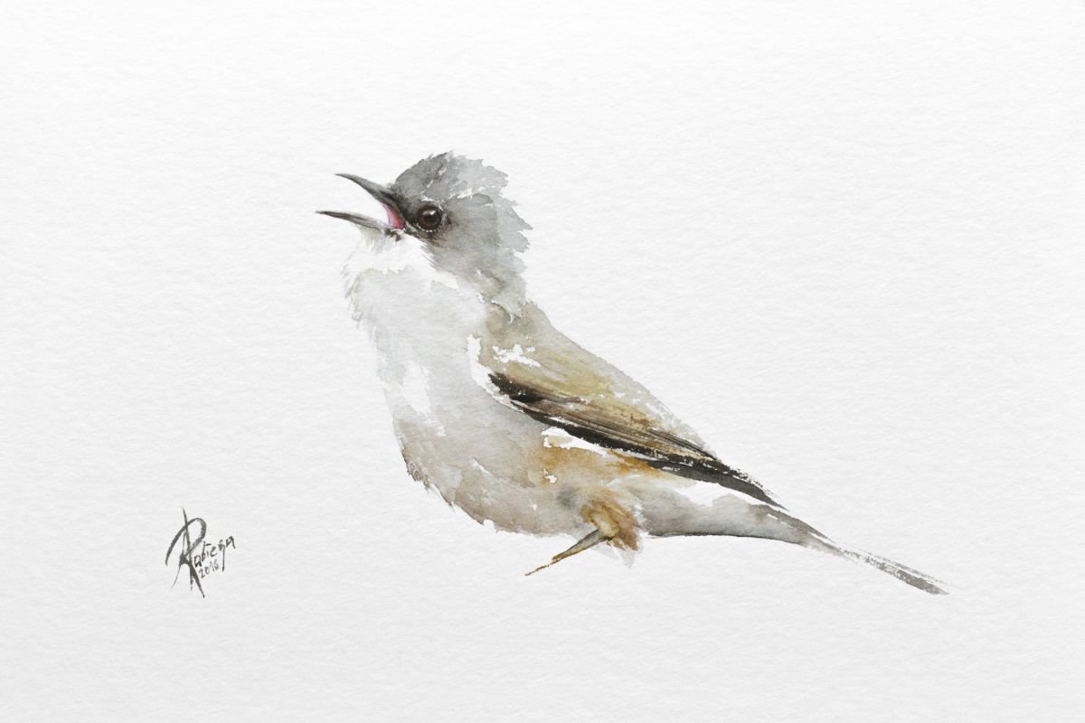 Animal Watercolour By Andrzej Rabiega, 12 X 8, Lesser Whitethroat, Original Artwork