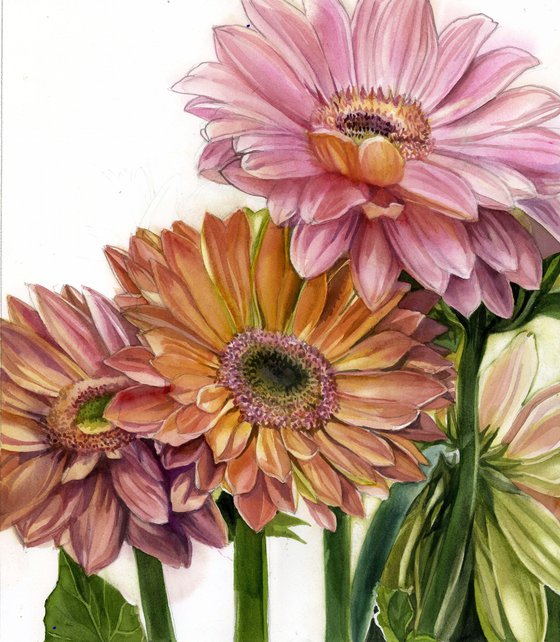 gerbera in spring