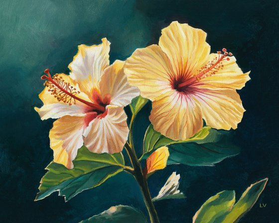 Two yellow hibiscus flowers