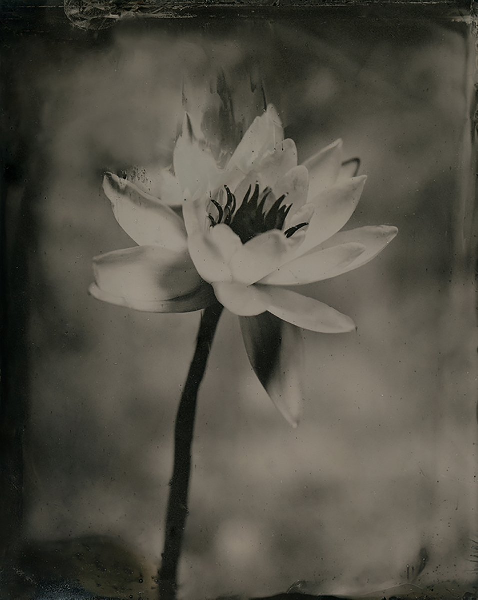 Flaming Lotus by Nicolas Laborie
