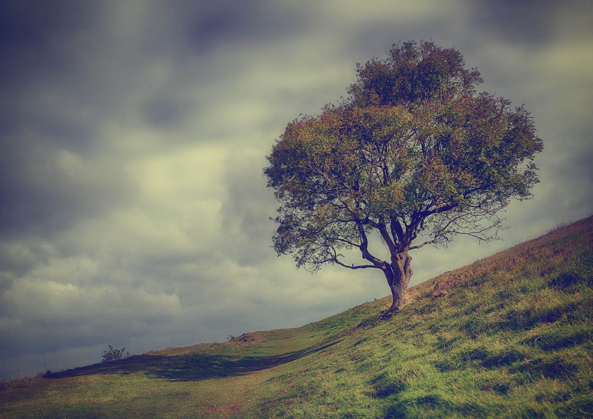 Lone Tree by Tracie Callaghan