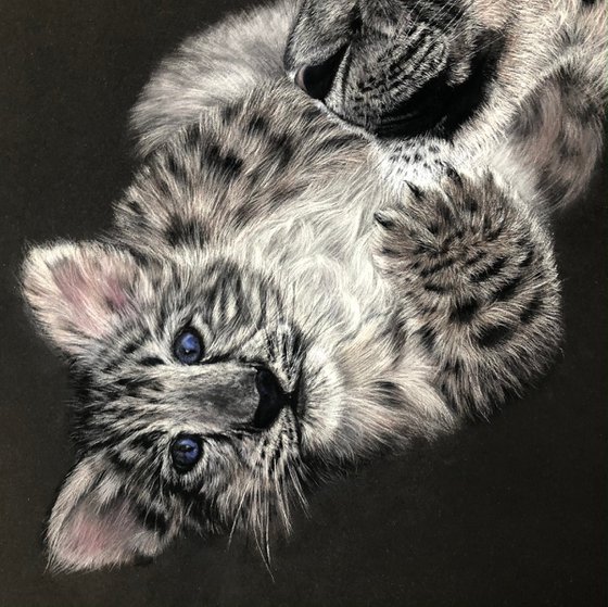 Snow Leopards