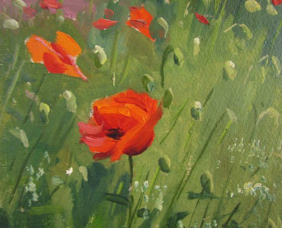 Poppies