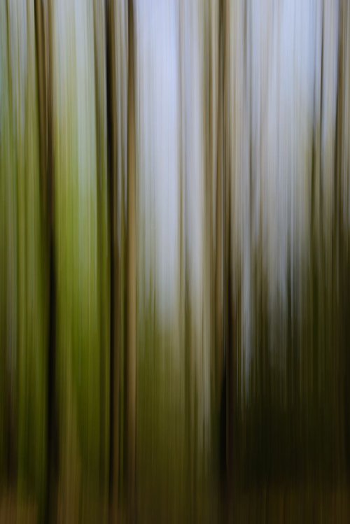 Wald by Dieter Mach