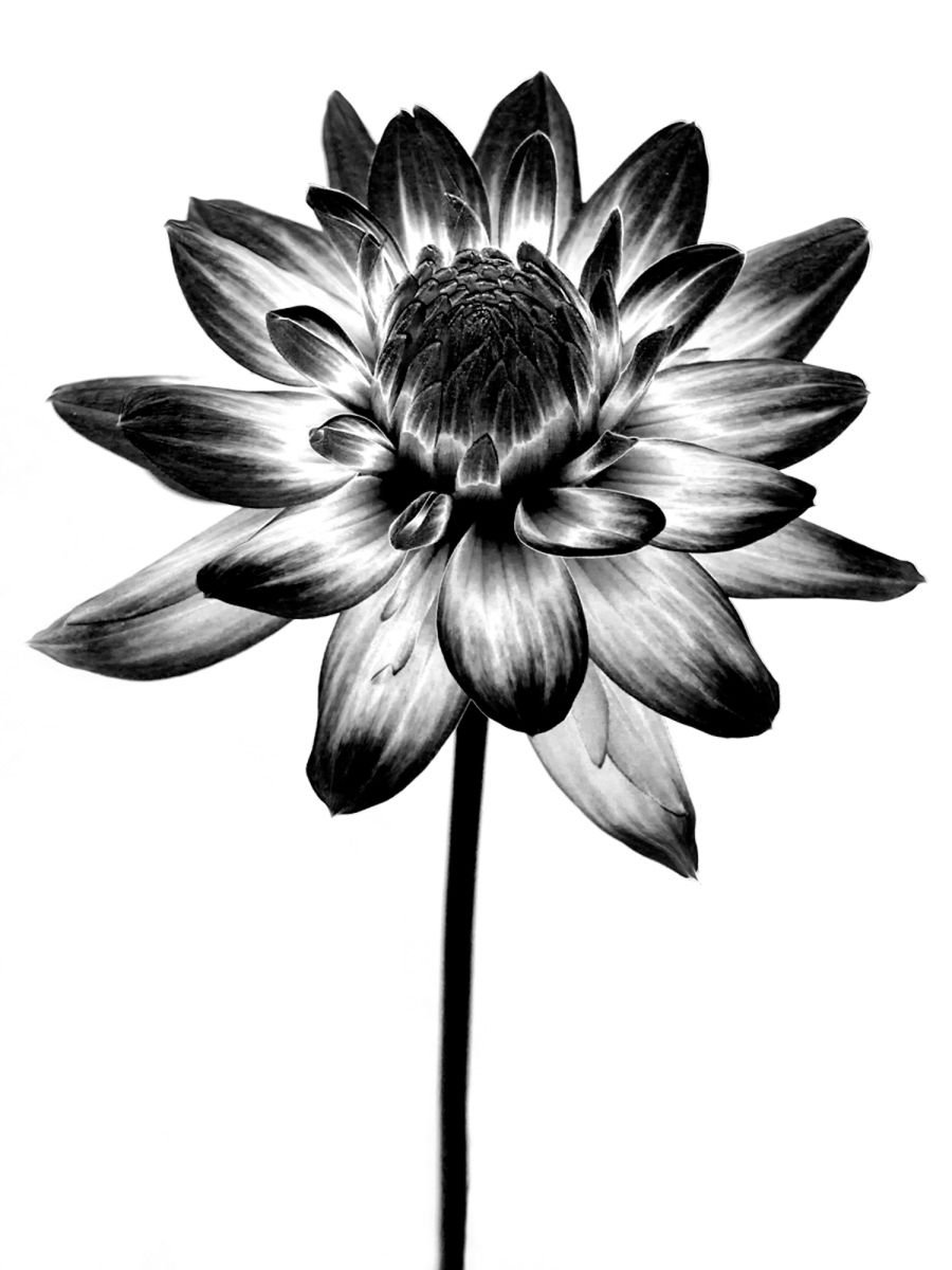 Photorealistic Botanical Photograph By Michael Filonow, 26 X 32", Infared, Original Artwork