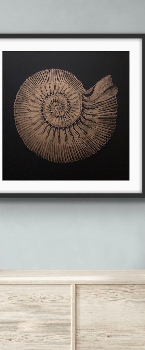 Ammonite by Amy Cundall