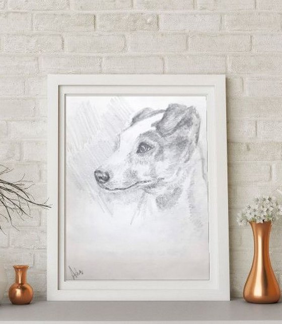 Jack Russel Terrier Portrait  -Pet Dog sketch