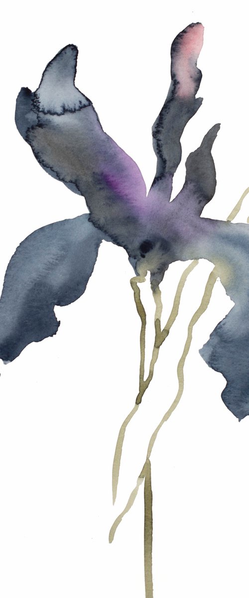 Iris No. 140 by Elizabeth Becker