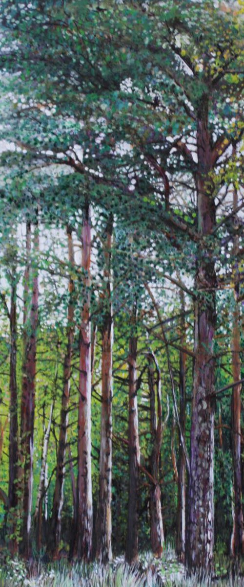 Pine Woods by Roz Edwards