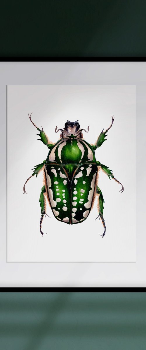 Mecynorchina Polyphemus, female by Katya Shiova