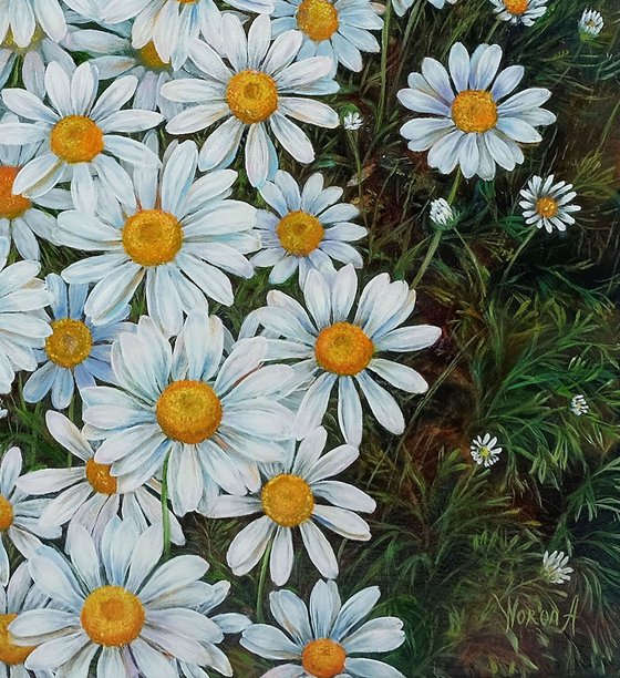 Daisies.