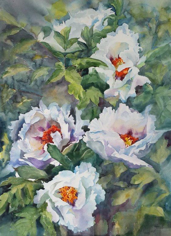 Peonies