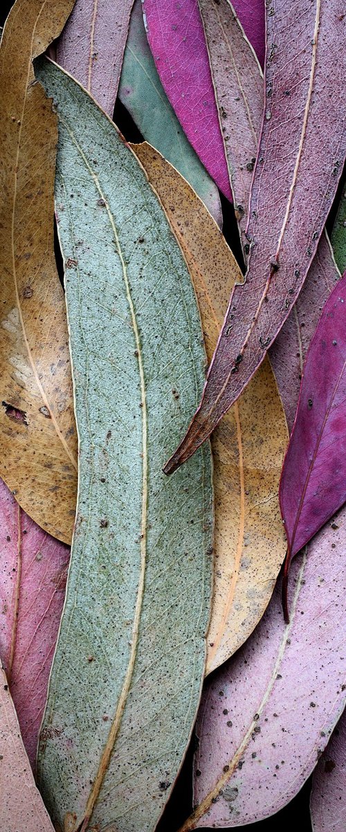 Autumn Eucalypt by Nadia Culph