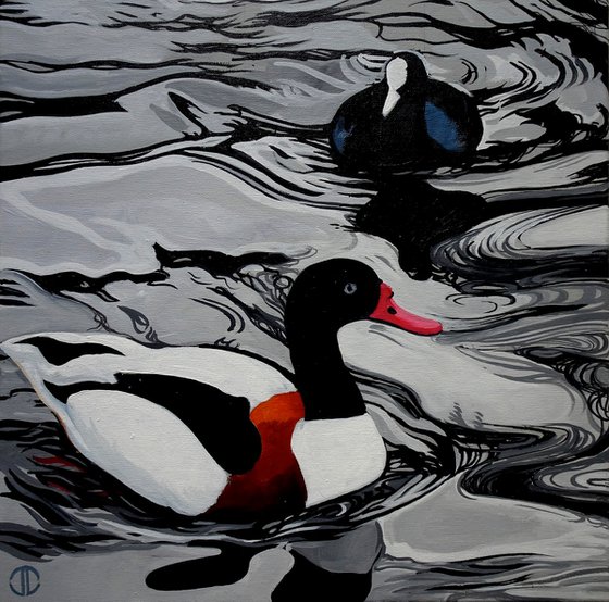 Shelduck And Coot On The Serpentine