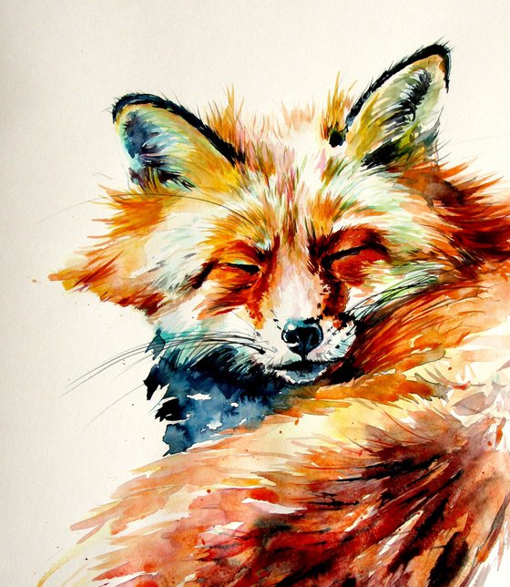 Sleeping red fox