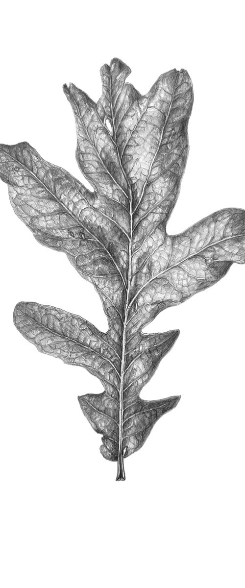 Oak leaf by Nataliia Kupchyk