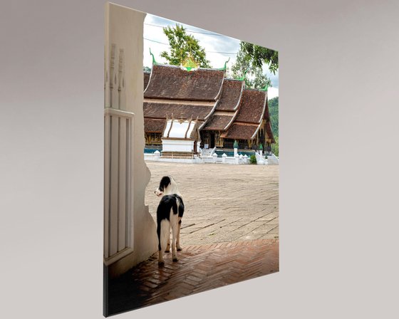 Temple Dogs of Laos No.4