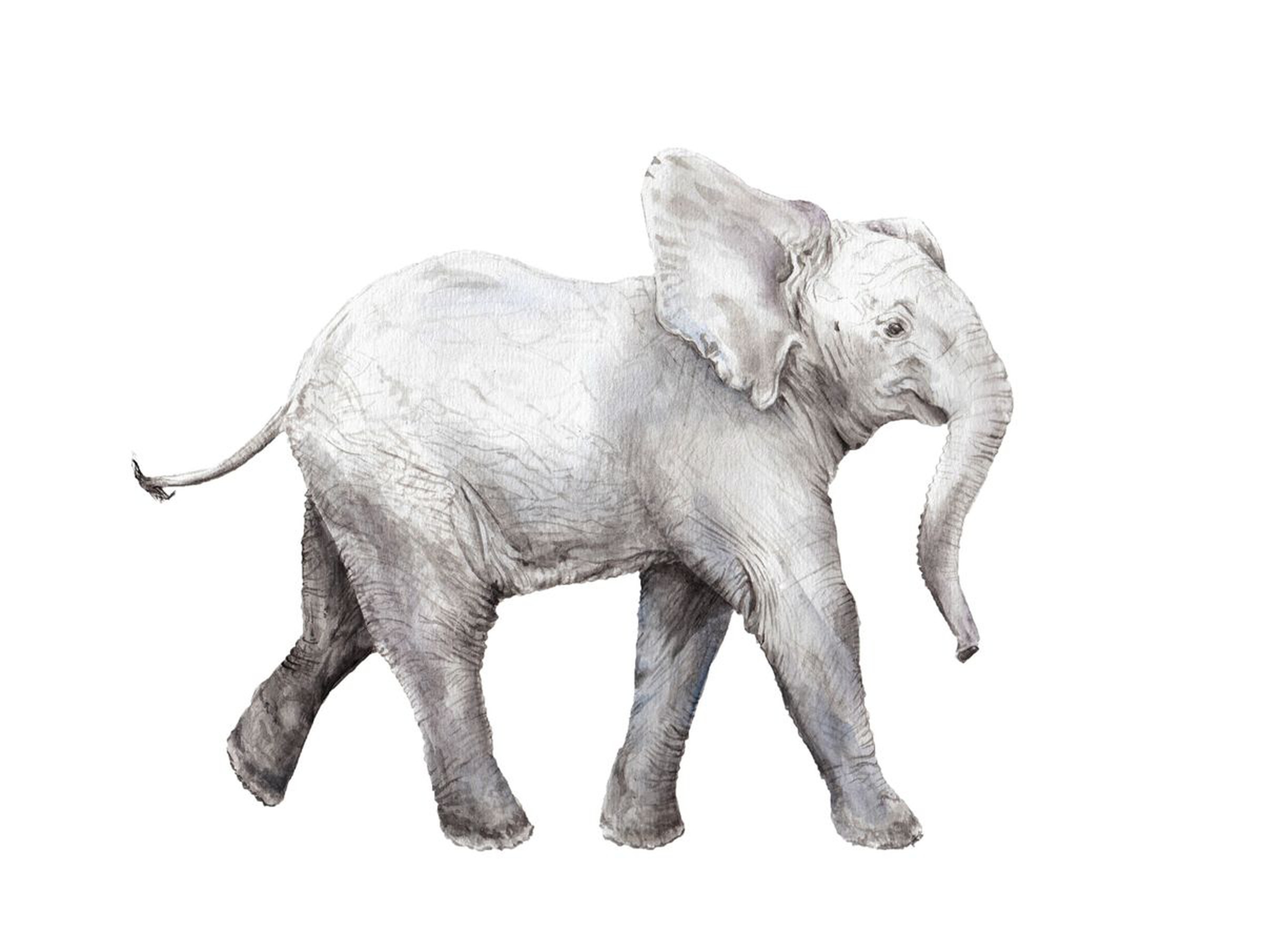 Baby Elephant Watercolor Painting Artfinder