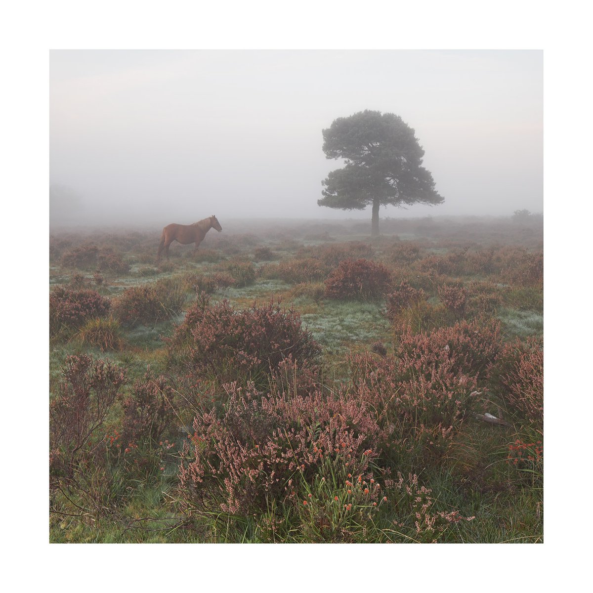 New Forest 2011-IV by David Baker