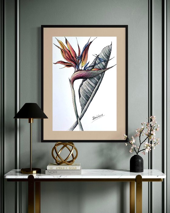 ORANGE STRELITZIA DRAWING