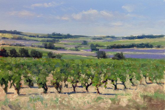 Vineyards and Lavender Fields