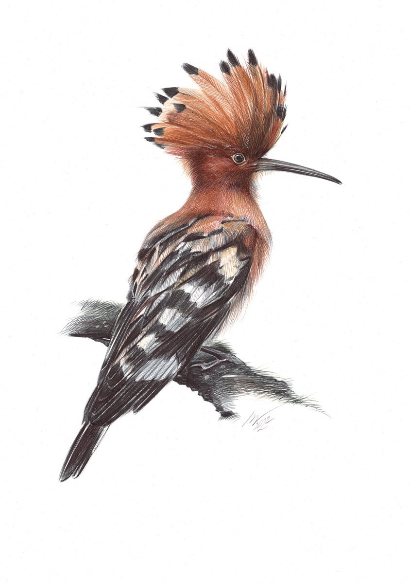 Photorealistic Animal Drawing By Daria Maier, 9 X 13, Eurasian Hoopoe, Original Artwork