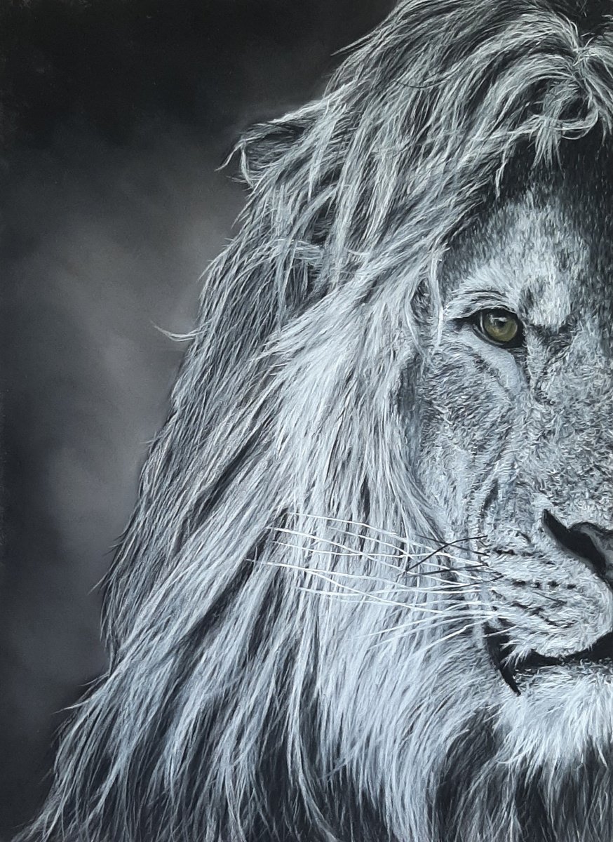 Photorealistic Animal Pastel Drawing By Anne Shaughnessy, 12 X 15, Lion, Original Artwork