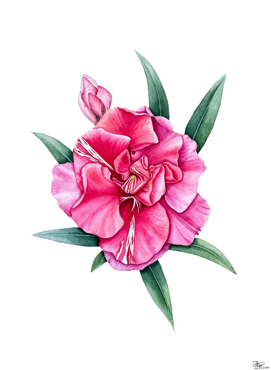Illustrative Botanical Watercolour By Tetiana Kovalova, 10 X 14", Fragrant Oleander, Original Artwork