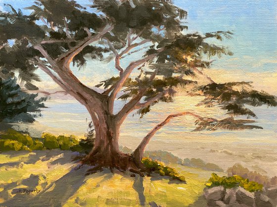 Backlit Monterey Cypress