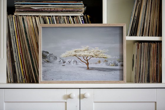 Tatacoa Tree (Framed)