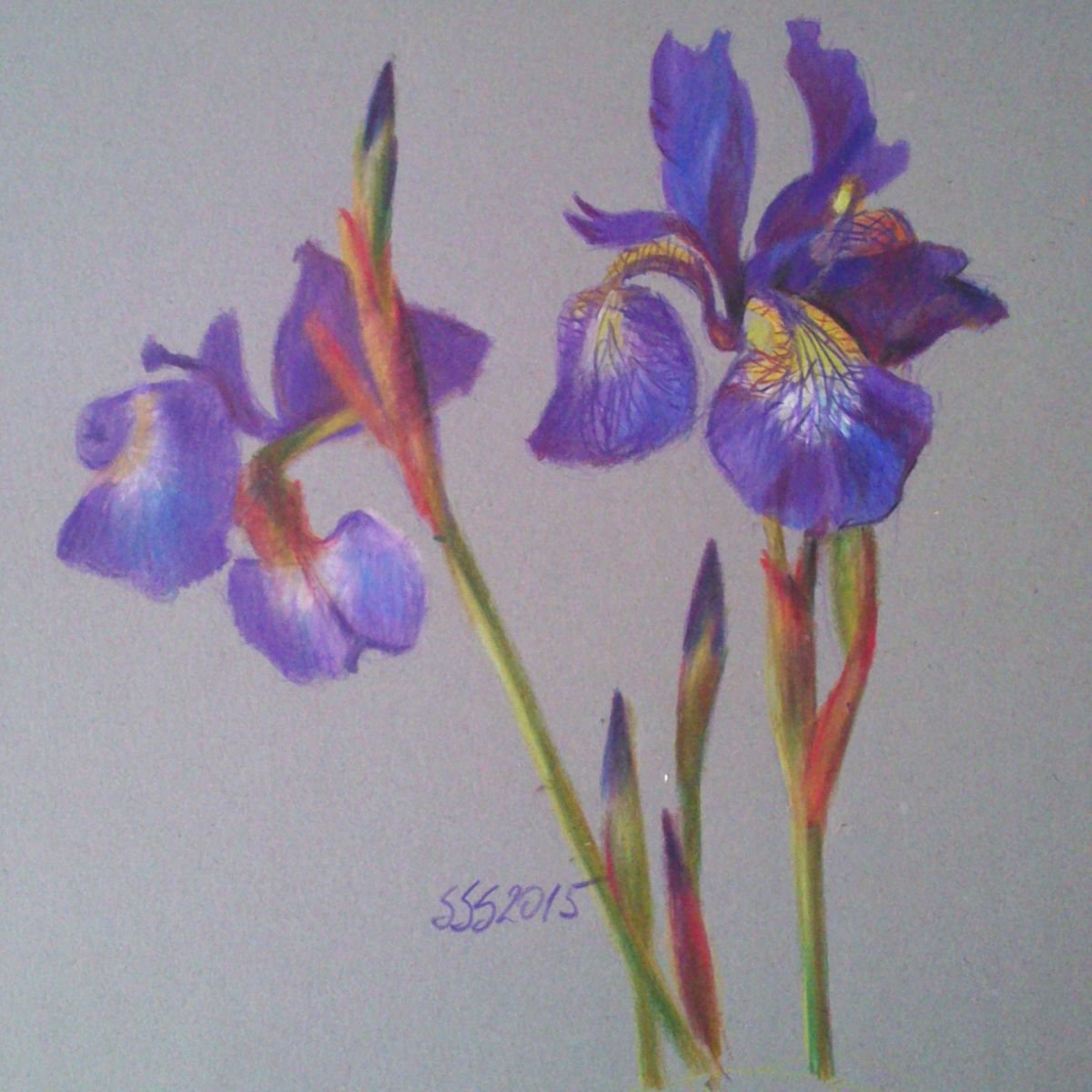 Iris by Silja Salmistu