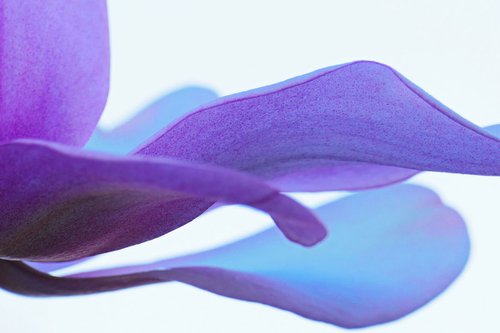 Blue Magnolia by Noeline Thomson