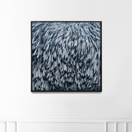 Emu feathers