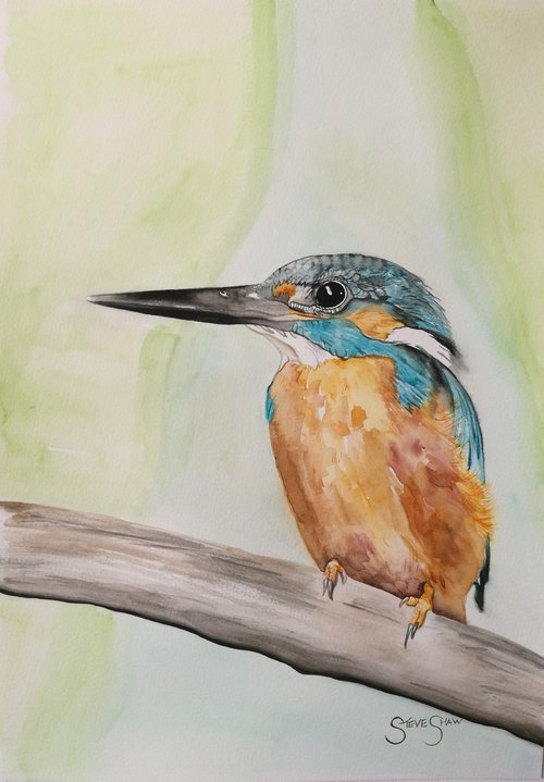 Watercolour Kingfisher Painting. 29.7cm x 42cm. Bird Art. Free Shipping by Steven Shaw