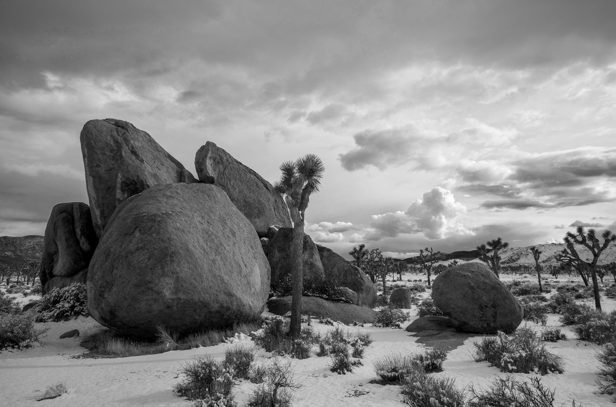 Joshua Tree after a Snow by Mark Hannah