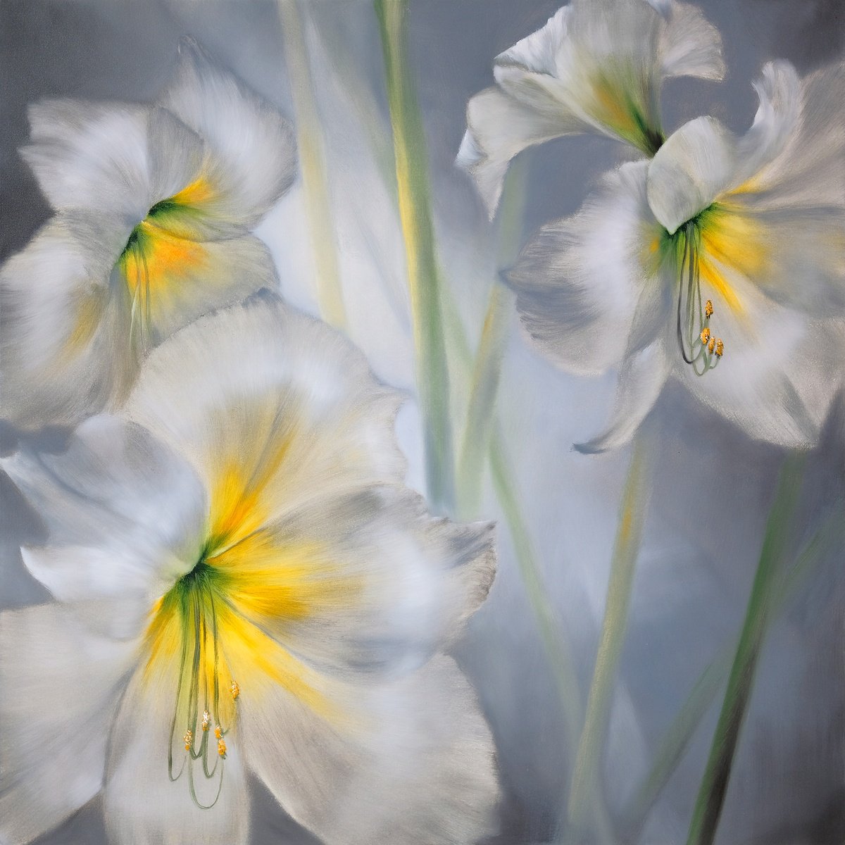 Photorealistic Botanical Oil Painting By Annette Schmucker, 39 X 39, White Amaryllis, Original Artwork