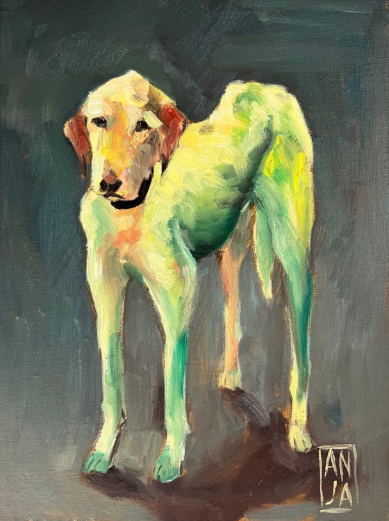 Dog 11