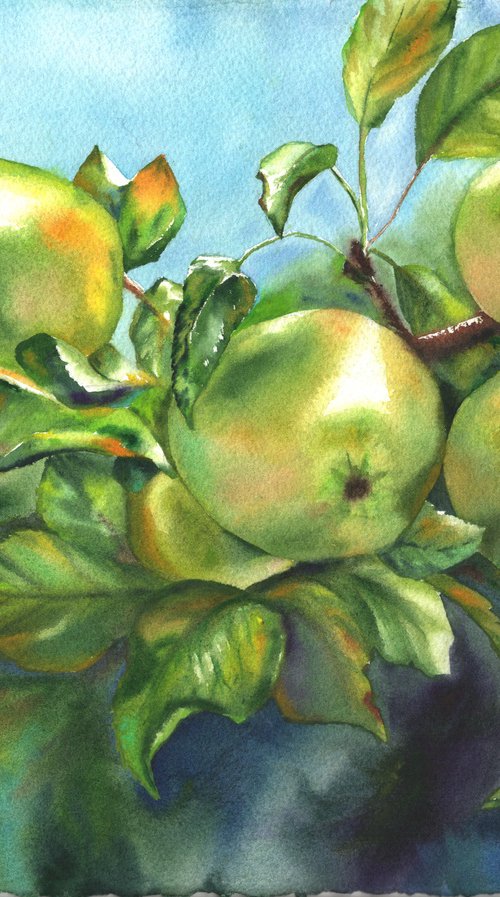 Green apples on the branch by Maryna Boiko